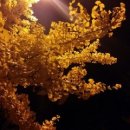 생명의 멜로디 이미지