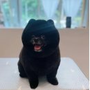 퍼피블랑 이미지