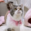 우리고양이 이미지