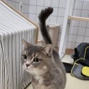 함께냥 성남점 이미지