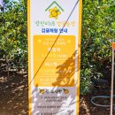 경진이네감귤농장 - 서귀포시 신례로379번길 25 | 경진이네감귤농장