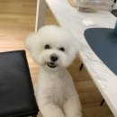 몽슈 펫그루밍샵 이미지