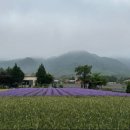 고성라벤더오토캠핑장