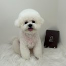 멍멍깍까 이미지