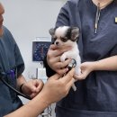 안심 동물의료센터 이미지