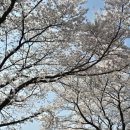 한정보건진료소 | 대구 달성군 벚꽃 실시간 개화 현황 달창지 벚꽃축제 후기