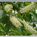 냉이꽃 민박 이미지