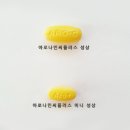 씨플러스 경향신문