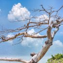 해성오리 이미지