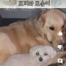 컥 이 골댕이 ㅈㄴ귀엽다 이미지