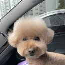 개in공간 이미지