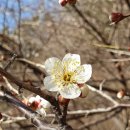 삼일카정비 이미지