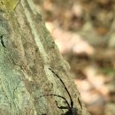 육백산 사슴농장 이미지