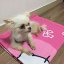 째깐이 Daum카페