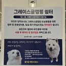 [춘천글램핑] 모든게 준비된 강촌애견글램핑 그레이스글램핑