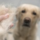 사람과애견 이미지