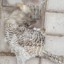 배은농장 Daum카페