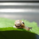 달팽이의하루 이미지