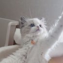 루시캣