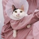 두부두부캣묭실 이미지