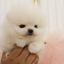 안녕 댕댕아 이미지