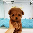 퍼피슈가 이미지