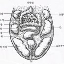혀 망진법 설진 백태 황태 흑태 혀와 장부 이미지