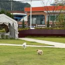 VIP 애견 이미지