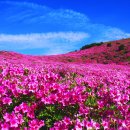 황매산 이미지