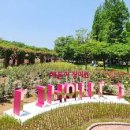 검단동행정복지센터 | 인천 장미 명소 베스트 7 오월의 여왕을 만나는 화려한 꽃길 산책과 감성 로컬 코스