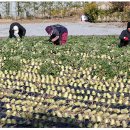 [학습반디_오정동]지역주민이 참여하는 지속가능한 마을공동체 참여방안 | 농촌 복지가 달라진다! 농촌 주민공동체 300개로 확대…생활·복지 서비스 공백 없앤다