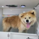 멍뭉워시 이미지