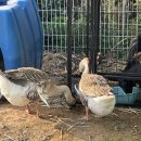 농업회사법인 더 팸팜 이미지