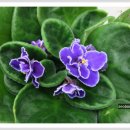 바이올렛 이미지