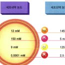 Re:전해질 평형(항상성)을 위한 마그네슘의 중요성 이미지