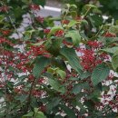 밀면전문점 이미지