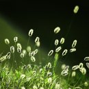 강아지풀 이미지