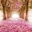 꽃길만걷자 이미지