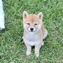 왕초켄넬 이미지