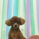 강아지 미용실 이미지