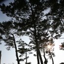 두바다찬솔 이미지