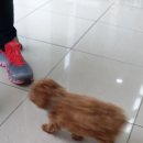 가좌동물병원 이미지