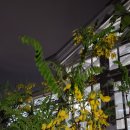 양구개느삼자생지 이미지