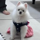 곱디곱개 이미지