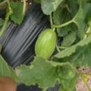 태선농장 이미지