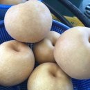 배골농장 이미지