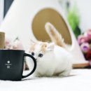 야옹아 멍멍해봐 강아지고양이 평택점 이미지