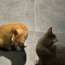 네컷,아이스클레이크,아리아,디니위드비치바,사비비,코코마마,써머플레이스,아이러브바베큐,할로망고 등등