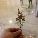 미리내아뜰리에 | 연남동 꽃집 - 아뜰리에브랑디(atelier Brindille)