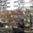 독정이로 이미지